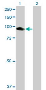 CNKSR1 Polyclonal Antibody, MaxPab™