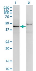 SF3B4 Monoclonal Antibody (1B8)