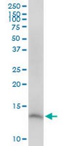 CDK2AP2 Polyclonal Antibody, MaxPab™