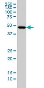 IRX5 Monoclonal Antibody (6A9)