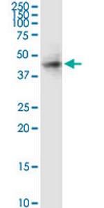 RAMP3 Monoclonal Antibody (1B4)