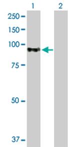 AKAP8 Polyclonal Antibody, MaxPab™