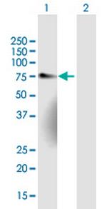 NET1 Polyclonal Antibody, MaxPab™