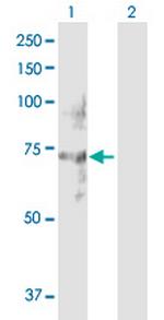 NET1 Polyclonal Antibody, MaxPab™