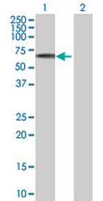 EFS Polyclonal Antibody, MaxPab™