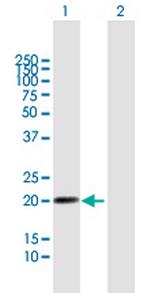 LILRB2 Polyclonal Antibody, MaxPab™