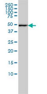 DNAJA2 Monoclonal Antibody (2A11-F2)