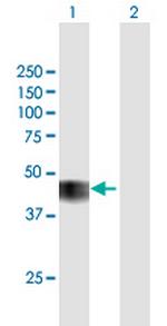 CCNO Polyclonal Antibody, MaxPab™