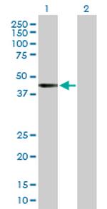 RRAGB Polyclonal Antibody, MaxPab™