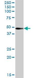 RRAGB Antibody in Western Blot (WB)