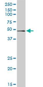 RRAGB Antibody in Western Blot (WB)