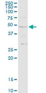 RRAGB Antibody in Western Blot (WB)