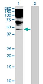 RRAGB Polyclonal Antibody, MaxPab™