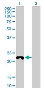 COX4NB Polyclonal Antibody, MaxPab™