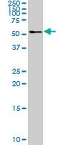 TFG Polyclonal Antibody, MaxPab™