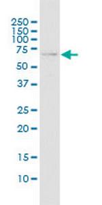 TRIM22 Polyclonal Antibody, MaxPab™