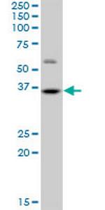 HMG20B Polyclonal Antibody, MaxPab™