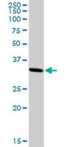 HMG20B Antibody in Western Blot (WB)