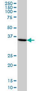 HMG20B Monoclonal Antibody (1F6)