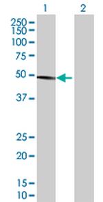 HMG20A Antibody in Western Blot (WB)