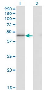 HMG20A Monoclonal Antibody (4D5)