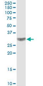 CACNG3 Polyclonal Antibody, MaxPab™