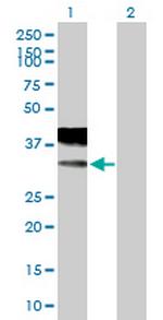 CACNG2 Polyclonal Antibody, MaxPab™