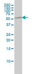 TUBA1B Monoclonal Antibody (4D1)