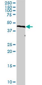 IRF9 Antibody in Western Blot (WB)