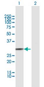 BPNT1 Polyclonal Antibody, MaxPab™