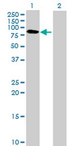 BTN3A3 Antibody in Western Blot (WB)