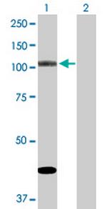 NOD1 Polyclonal Antibody, MaxPab™