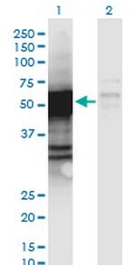 PGCP Monoclonal Antibody (2F7)
