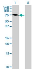YAP1 Antibody in Western Blot (WB)