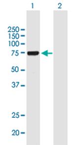 YAP1 Antibody in Western Blot (WB)