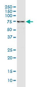 YAP1 Antibody in Western Blot (WB)