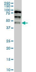 YAP1 Antibody in Western Blot (WB)