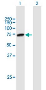 PRMT5 Polyclonal Antibody, MaxPab™