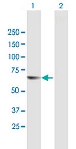 TESK2 Polyclonal Antibody, MaxPab™