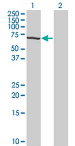TESK2 Monoclonal Antibody (5C3)