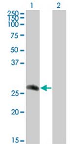 CDC42EP2 Monoclonal Antibody (2H7)