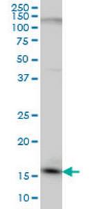 C1D Monoclonal Antibody (6H2)