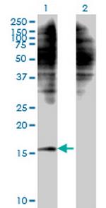C1D Monoclonal Antibody (4H5)