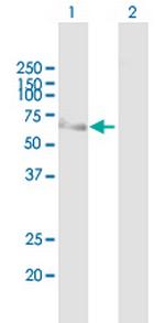 MCRS1 Polyclonal Antibody, MaxPab™