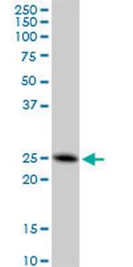 FAM3C Monoclonal Antibody (3A3)