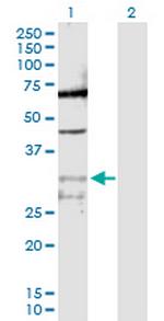 PPIE Polyclonal Antibody, MaxPab™