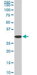 PPIE Monoclonal Antibody (2F5)