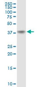 PECI Antibody in Western Blot (WB)