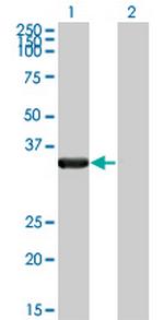 HAX1 Monoclonal Antibody (1D2)