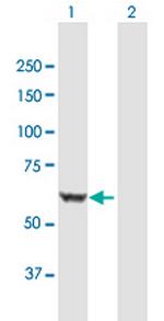BAIAP2 Polyclonal Antibody, MaxPab™